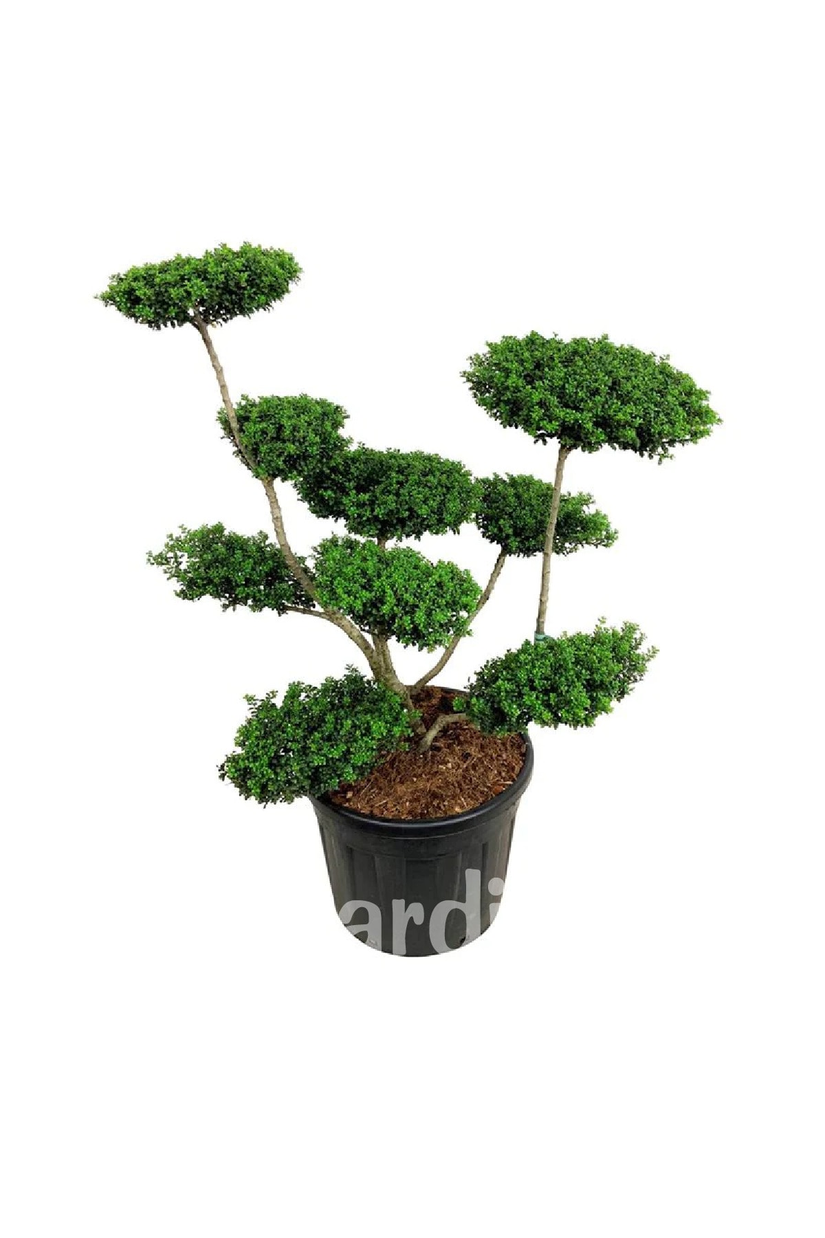 Gardina Yeşil Çoban Püskülü Fidanı ( Ilex Crenata Convexa )